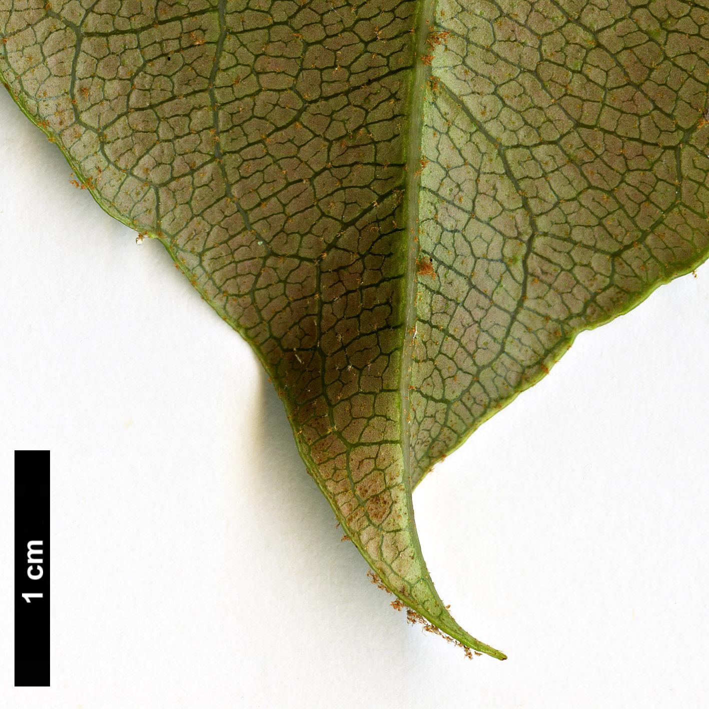 High resolution image: Family: Hydrangeaceae - Genus: Hydrangea - Taxon: peruviana × H.serratifolia 